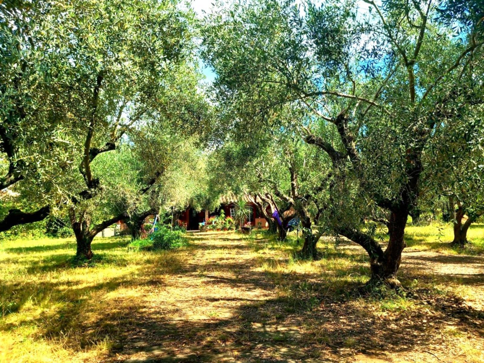All'Ombra Degli Olivi Pisciarelli 외부 사진